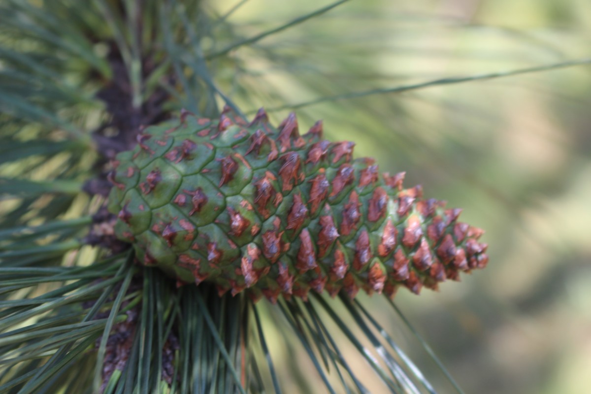 Pinus caribaea Morelet